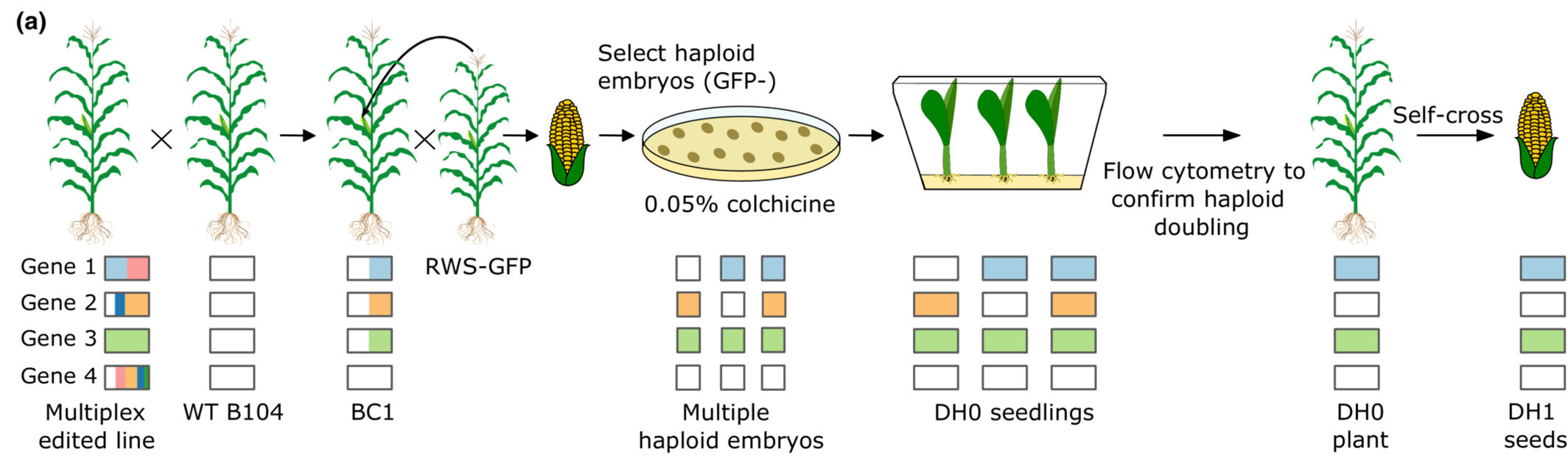 Gene editing with DH breeding