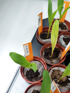 Gene edited DH1 seedlings