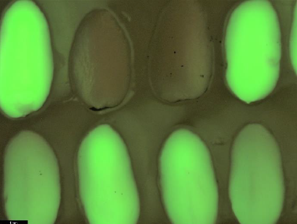 GFP negative embryos