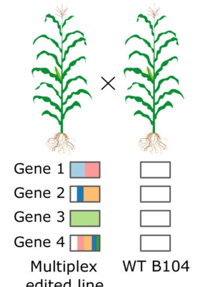 Gene editing